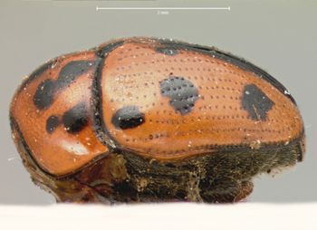 Media type: image; Entomology 20027   Aspect: habitus lateral view